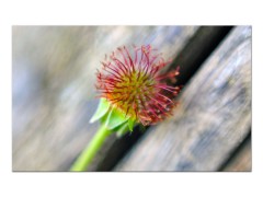 bud 2
