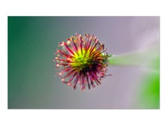 bud